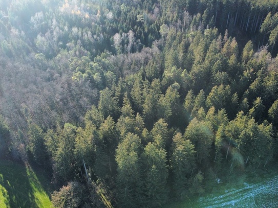 Waldfläche mit primär Fichtenbestand - Zufahrt gesichert