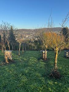 VIELE NUTZUNGSMÖGLICHKEITEN AM TÜLLINGER BERG