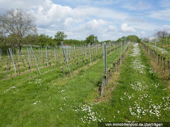 Weinberg (Zwangsversteigerung)