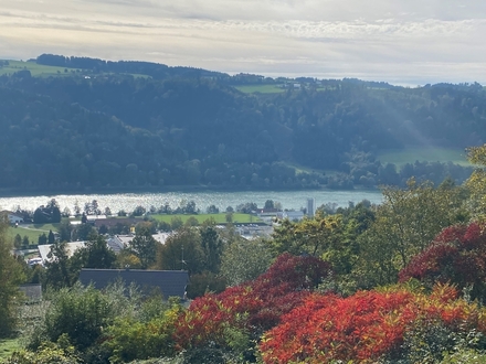 180°-Blick übers Donautal Obernzell: 956 m² Baugrund - Hanglage