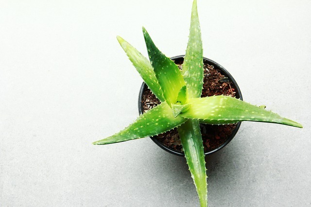 aloevera.jpg