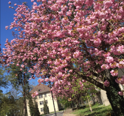 Let the sunshine in your heart! Frühlingserwachen im Park. 4,5 Zi. Wohnung im 1. OG, 115 qm, Loggia