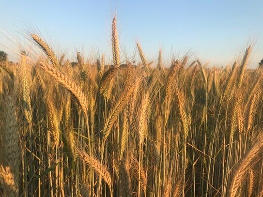 2,04 ha Ackerland in Wardenburg