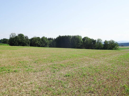 2,3 ha Ackergrund - ganz leichte Hanglage mit guter Bonität in Oed - Nähe Amstetten