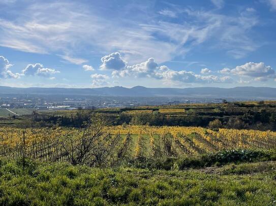 WEINGARTEN IN AUSSICHTSLAGE - WEINGARTEN, LANDWIRTSCHAFTLICHE FLÄCHEN - KEIN BAUGRUNDSTÜCK!