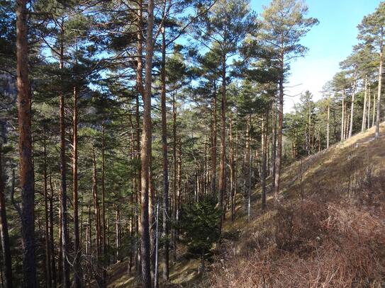 GUT ERSCHLOSSENER WALD, ZUR NACHHALTIGEN NUTZUNG UND ANLAGEZWECKEN!