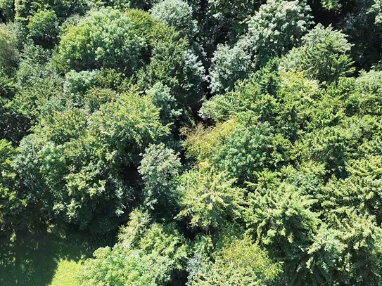 Wald in adäquater Größe unweit von Nöchling im südlichen Waldviertel!