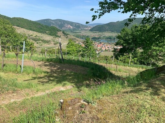 WEINGARTEN IN AUSSICHTSLAGE - WEINGARTEN, LANDWIRTSCHAFTLICHE FLÄCHEN - KEIN BAUGRUNDSTÜCK!