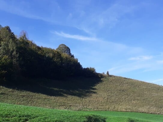 Wiesen, Weiden und Wald