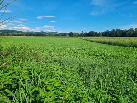Grundstück im Grünland: Nachhaltige Möglichkeiten für ertragreichen Anbau