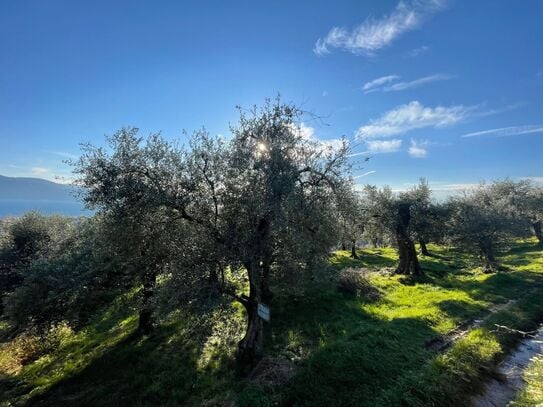 Gardasee: Olivenhain mit ca. 250 Olivenbäumen und Seeblick in Toscolano-Maderno