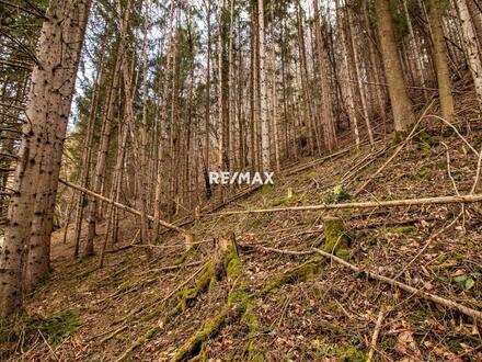 Wald- und Wiesenareal zu verkaufen - nutzen Sie die Chance auf Ihr eigenes Stück Natur