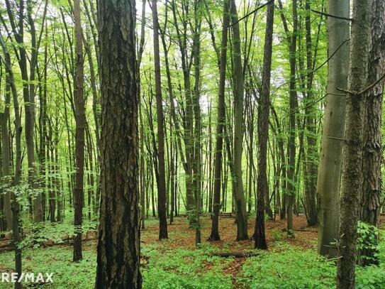 Waldgrundstück in Graz