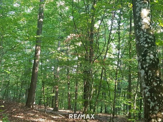 Großes Waldgrundstück mit Mischwald