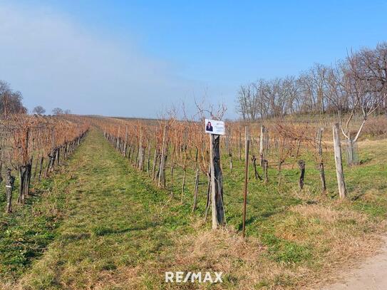 Weingarten in bester Lage