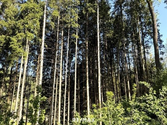 NEUER PREIS: ca. 2,99 ha Wald in Legerbuch / St. Paul zum Verkauf