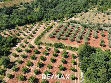 Plantagen und Grünlandflächen in Istrien - Sveti Lovreč