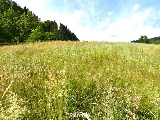 Sonniger Baugrund am Waldrand