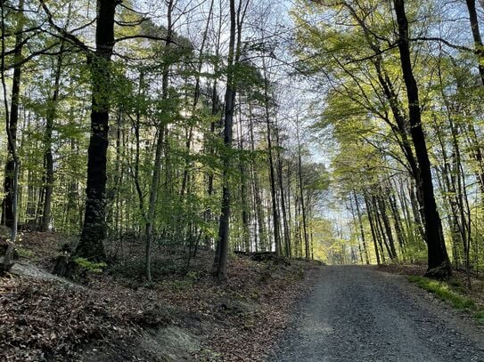 Large flat on the edge of the forest with large garden and good connection to the city center of bonn