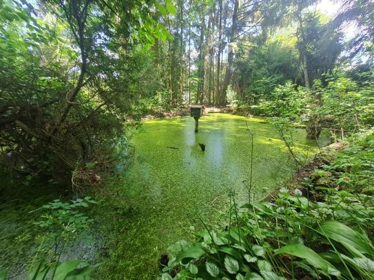 Ihr idyllischer Rückzugsort im Grünen: Charmantes Waldgrundstück für Naturliebhaber!