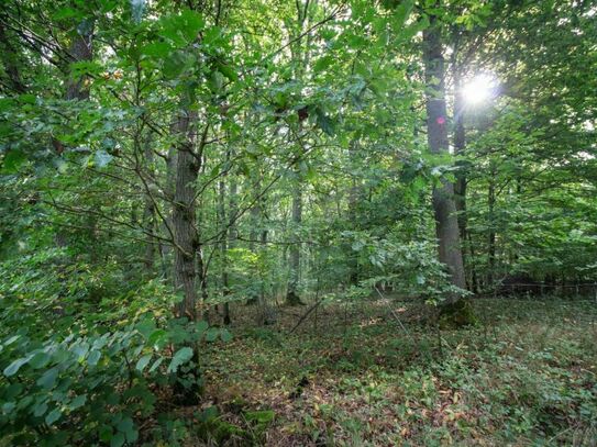 Waldgrundstücke als Kapitalanlage