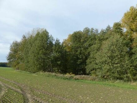 Waldflächen zu verkaufen in den Gemarkungen Naundorf, Casabra & Raitzen- Landkreis Nordsachsen