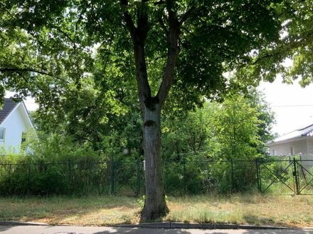 Großes und teilbares Baugrundstück mit Abrissgebäude in Schönow