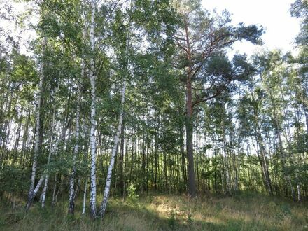 Wald bei Spremberg