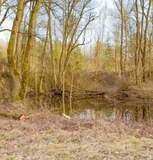 *** Gelegenheit *** Landwirtschaftliche Waldfläche, Au an der Alz zu verkaufen ***