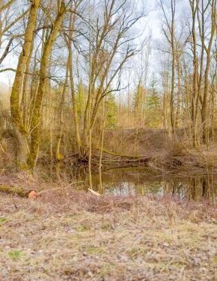 *** Gelegenheit *** Landwirtschaftliche Waldfläche, Au an der Alz zu verkaufen ***