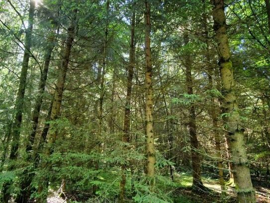 Rarität: Herrliches Waldgrundstück Nähe Sachsenkam!