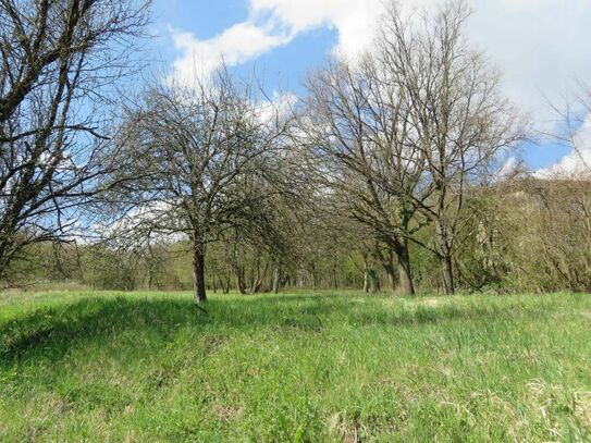 Baugrundstück in Obrigheim-Mörtelstein!