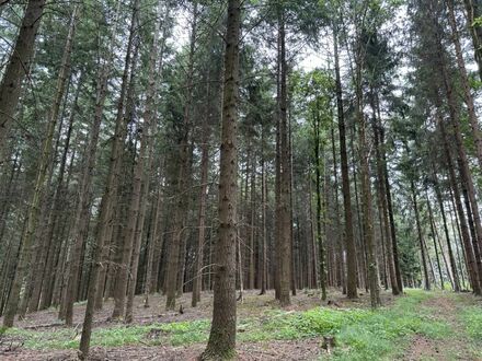 DIPLOM-Immowirt + Gutachter MAIER !! schönes WALD-Grundstück toller Bestand, überwiegend Douglasie!!