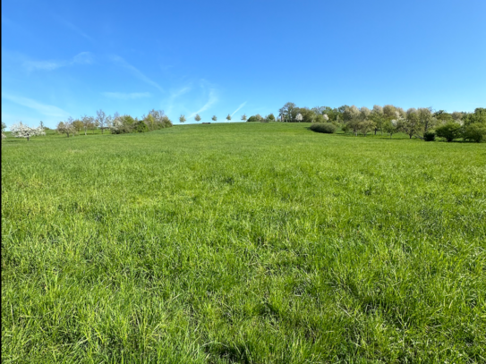 * GRÜNLAND WIESE IN ESSLINGEN: ca. 808 qm * Gewann Holzwiese * frei ab sofort! *