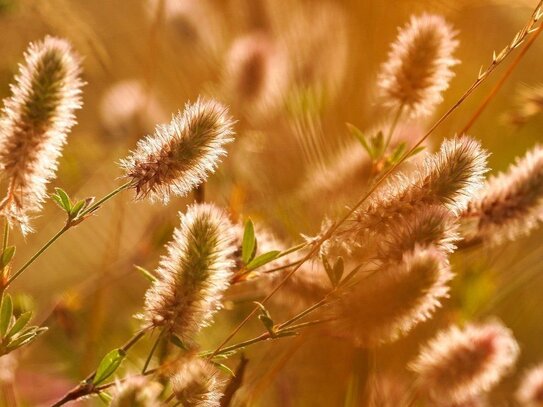 Landwirte aufgepasst! Ackerflächen auf Rügen zu verkaufen!