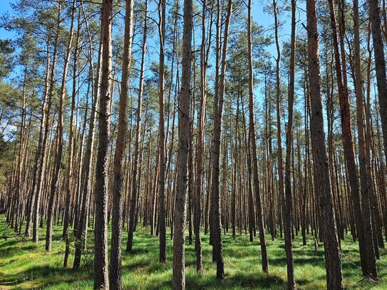 Waldgrundstück und Weideland zwischen Torgau und Bad Liebenwerda - Wald - Forst - Tierhaltung - Privatwald -