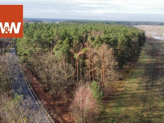 Waldgrundstück mit Kiefernbestand nahe Finsterwalde - gute Zufahrt und Anbindung