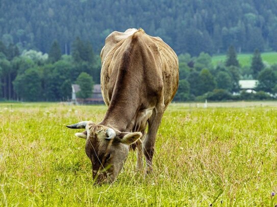 1,7 ha wertvolles Grünland in Unteregg/Allgäu! (Weitere Fläche in der Nähe)