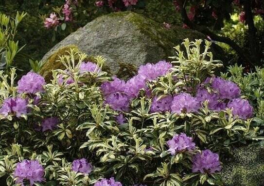 Richtig großes, parkähnliches Baugrundstück mit herrlichen Rhododendron, ohne Abriss für eine Stadtvilla, DH o. Bungalow