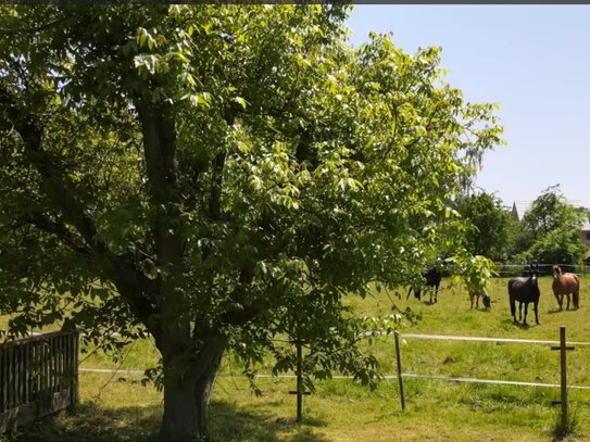 Privatverkauf: Haus mit großem Garten und Scheune für Pferdehaltung oder Biohof o.ä.