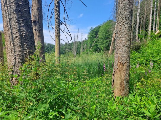 17 Min. v. Köln-Ost: Waldbaden in einem wilden Bachtal