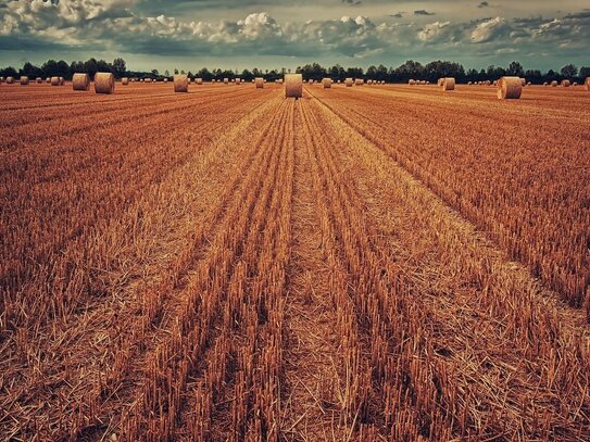 47 ha arrondiertes gutes Ackerland in Rahden (NRW) zu verkaufen gegen Gebot!