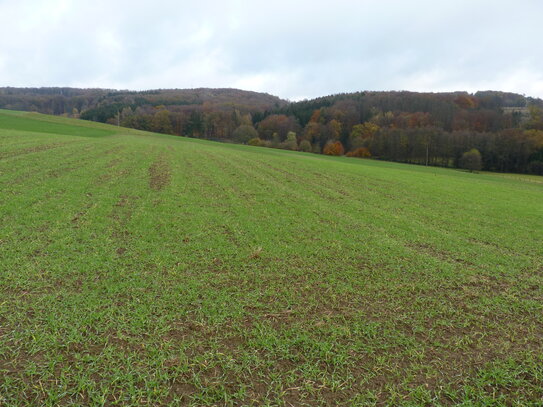 Rarität Ackerland im Oberbergischen Kreis - 0,63 ha Acker im südöstlichen Teil von Waldbröl - auch geeignet für Solawi