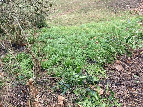 Baugrundstück (Baulücke) in stadtnaher und sehr attraktiver Lage: Kurze Wege sowohl zum Zentrum als auch zum Naturschut…