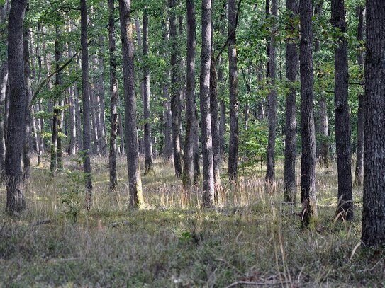 20 Hektar Laubwald mit Eichenbestand