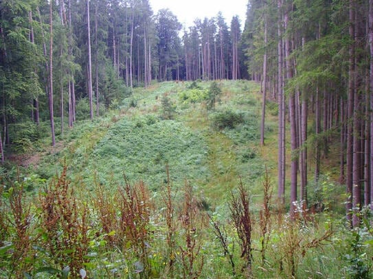 Zukunftswald in bester Lage