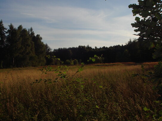 Ca.1 ha (insges.ca. 9.367 m²) pachtfreies Grün / Ackerland mit guter Zufahrt am Ortsrand von Knesebeck zu verkaufen.