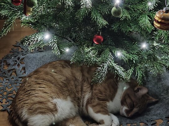 ERFÜLLEN SIE SICH IHREN TRAUM VON FAMILIENWEIHNACHTEN IM EIGENEN HAUS!