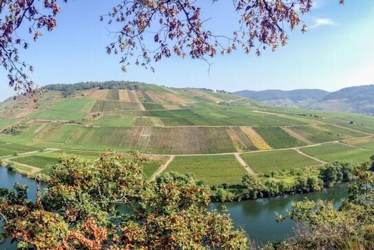 Weinberggrundstück in Zell (Mosel) OT Briedel