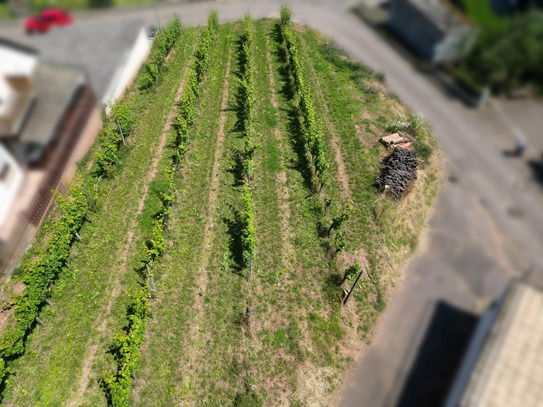 Baugrundstück in direkter Weinberglage am Rande des Naturschutzgebietes zu verkaufen!